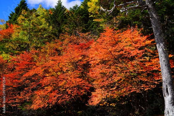 Fototapeta 秋の白駒池