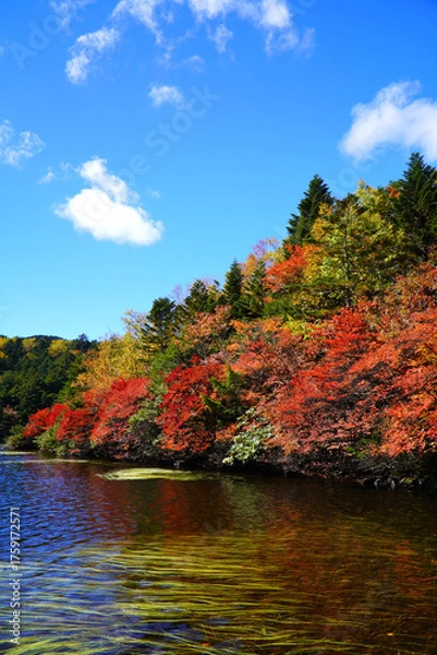 Fototapeta 秋の白駒池