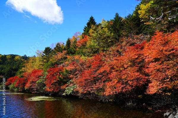 Obraz 秋の白駒池