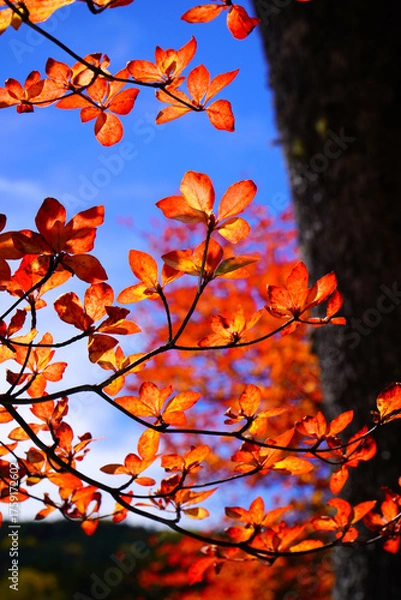 Fototapeta 秋の白駒池