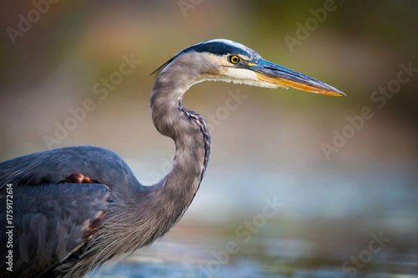 Fototapeta Close-Up Portrait of Great Blue Heron (Ardea herodias) in Natural Light