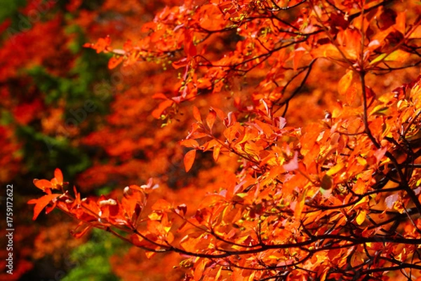 Fototapeta 秋の白駒池