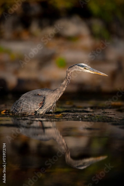 Fototapeta Great Blue Heron (Ardea herodias) Standing in Water with Warm Light and Reflection