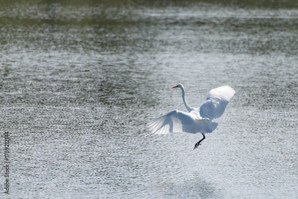 Obraz 水面上を飛ぶシラサギ