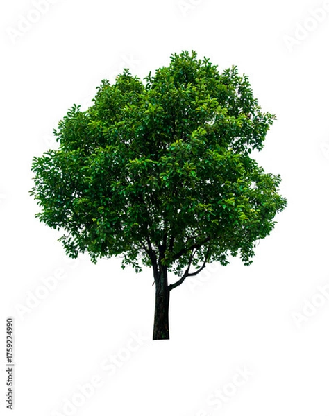 Fototapeta single tree isolated on white background with clipping path