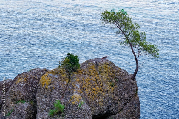 Obraz tree on the rock