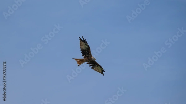 Obraz Rotmilan im Flug