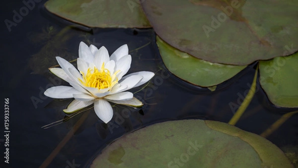 Obraz Weiße Seerose