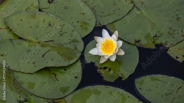 Obraz Weiße Seerose