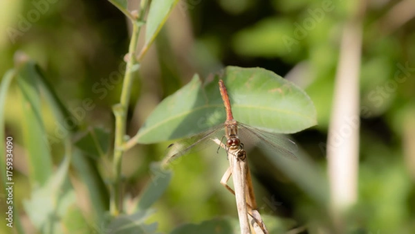 Fototapeta Heidelibelle