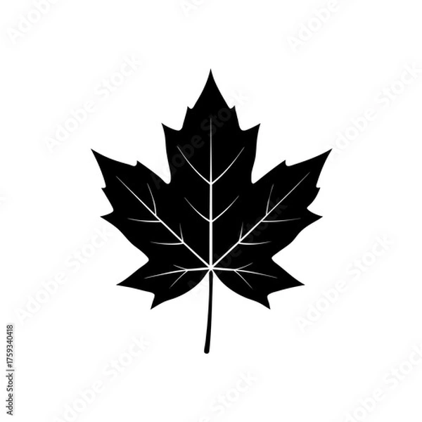 Fototapeta maple leaf isolated on white