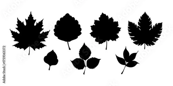 Obraz Black autumn leaves or foliage silhouettes isolated on white background. Big set of vector fall tree leaf shapes with maple, oak, birch and other nordic leave.vector icons