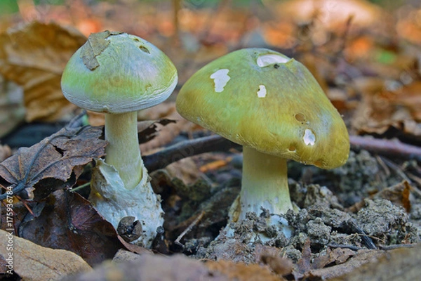 Obraz Amanita phalloides grzyb