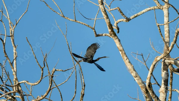 Fototapeta Anhinga Flying Through Bare Tree Branches Against Clear Blue Sky