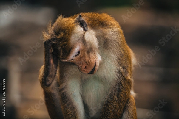 Obraz monkey scratching head