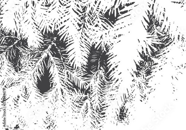 Obraz Fir branches texture. Christmas overlay. Nature illustration.Black and white vector background for retro design.