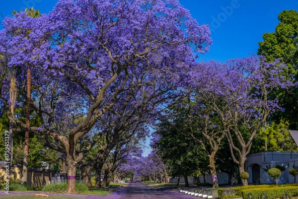 Fototapeta Jacaranda trees in full bloom lined in a pretoria street south africa during spring