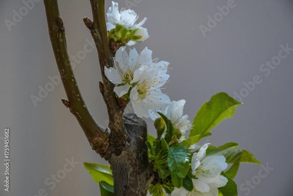 Fototapeta Cherry blossom in sping in a lapins cherry tree