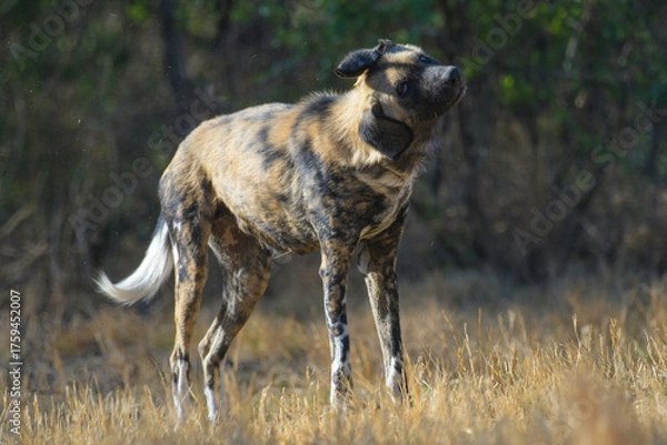Fototapeta African wild dog (Lycaon pictus), also called painted dog and Cape hunting dog in an african game reserve