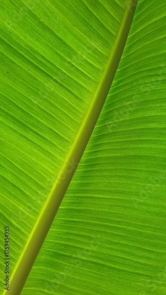 Obraz Vein texture of banana leaf, Nature Backgrounds.