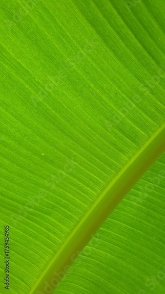 Obraz Vein texture of banana leaf, Nature Backgrounds.