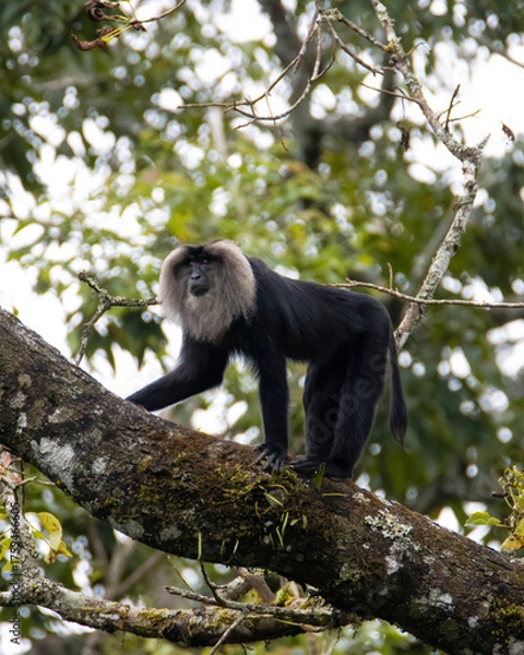 Fototapeta lion tailed macaque monkey climbing a tree