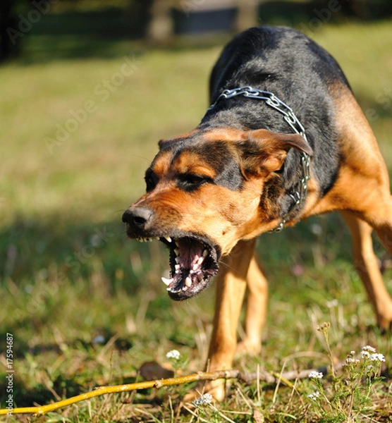 Obraz angry dog with bared teeth