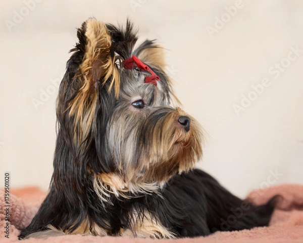Fototapeta A beautiful Yorkshire Terrier with flowing black and gold fur, adorned with a sweet red bow, rests calmly indoors.