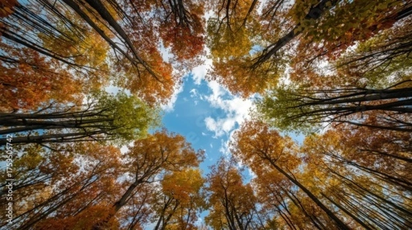 Obraz Fall leaves in forest canopy against blue sky, perfect for autumnthemed designs, nature concepts, and seasonal content.