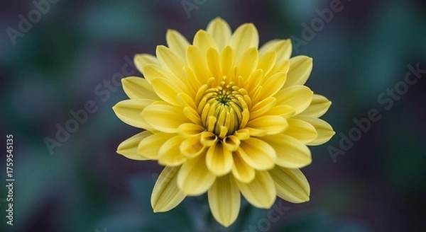 Fototapeta Vibrant yellow dahlia bloom isolated against a soft blurred background