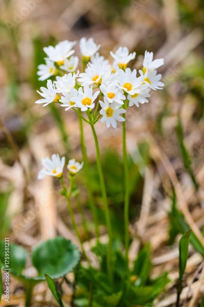 Fototapeta 栗駒山に咲くヒナザクラ