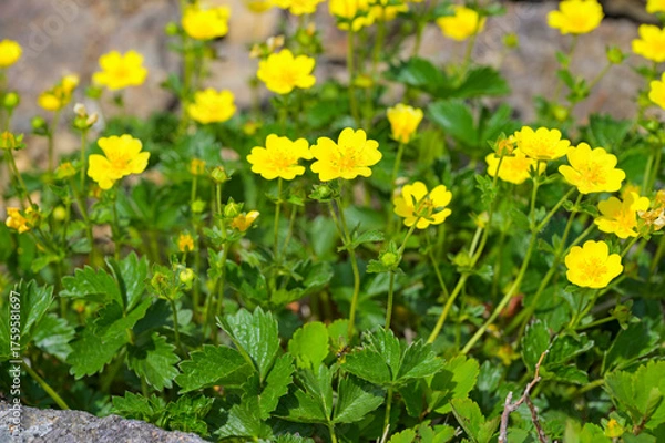Fototapeta 栗駒山に咲くミヤマキンバイ