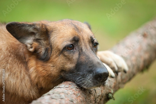 Fototapeta A sad dog of the German shepherd breed keeps paws behind a fallen tree. Close-up portrait