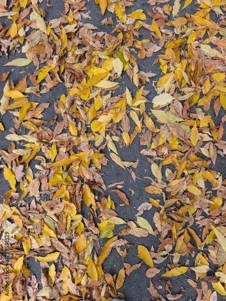 Obraz autumn leaves background