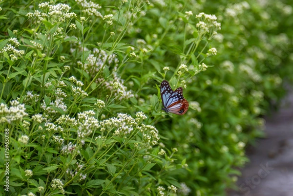 Obraz アサギマダラとフジバカマ