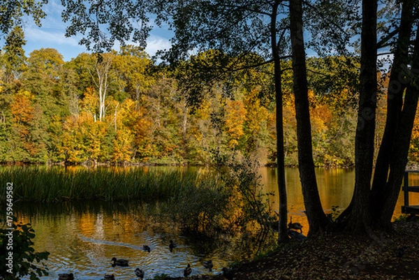 Fototapeta View from waterfront park Åbackarna across Motala Stream towards Folkparken during autumn in mid-October 2025 in Norrköping, Sweden