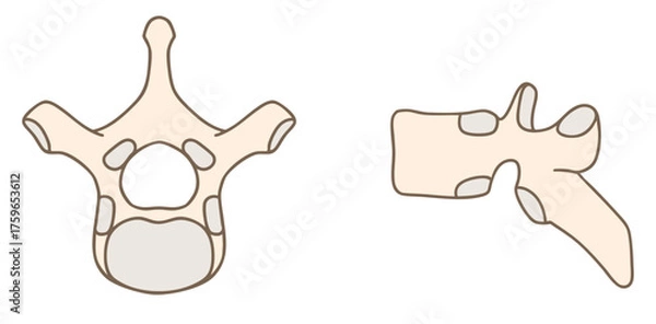 Obraz 第6胸椎の解剖学、上面図と側面図