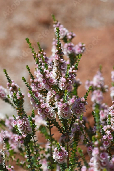 Fototapeta Pink Feather flowers of the Western Australian native Verticordia chrysostachys, family Myrtaceae. Endemic to Geraldton and Kalbarri region.