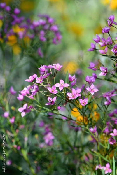 Fototapeta Pink flowers of the Western Australian native Boronia denticulata, family Rutaceae. Endemic to floodplain, swamps, jarrah forest around Albany and Esperance in WA