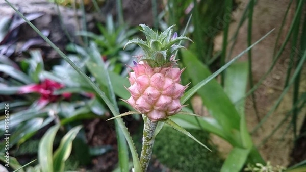 Obraz アナナス　ナナス