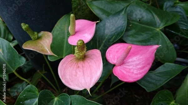 Obraz オオベニウチワ