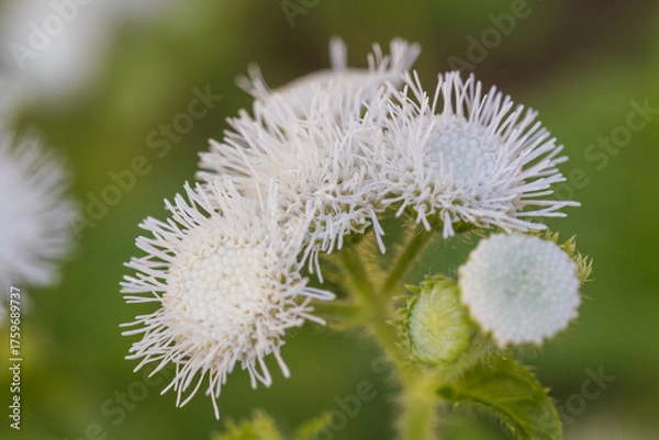 Fototapeta floss flower