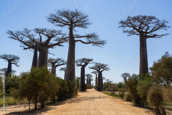 Fototapeta Baobab avenue in day time