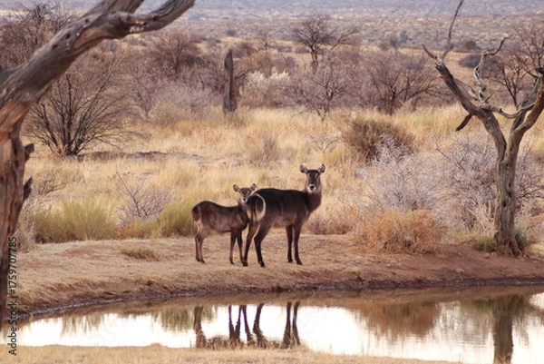 Obraz Evening Watch by the Waterhole