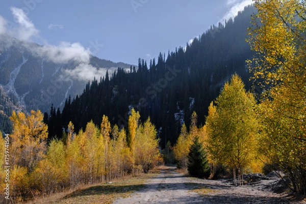 Obraz A mountain landscape on an autumn day. Sunlight illuminates a road leading through a birch forest with golden leaves to a dark coniferous forest with snow capped peaks in the background.