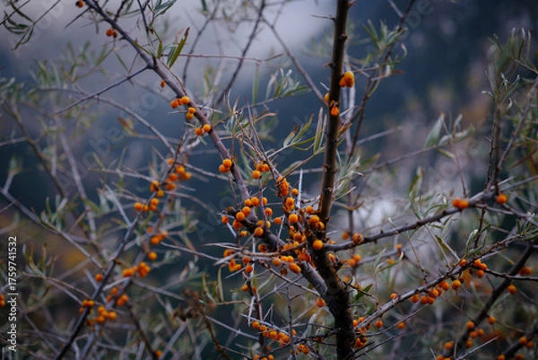Fototapeta A sea buckthorn branch features densely packed, bright orange berries against a blurred background. Autumn harvest, vitamins, beneficial properties, and the beauty of nature.