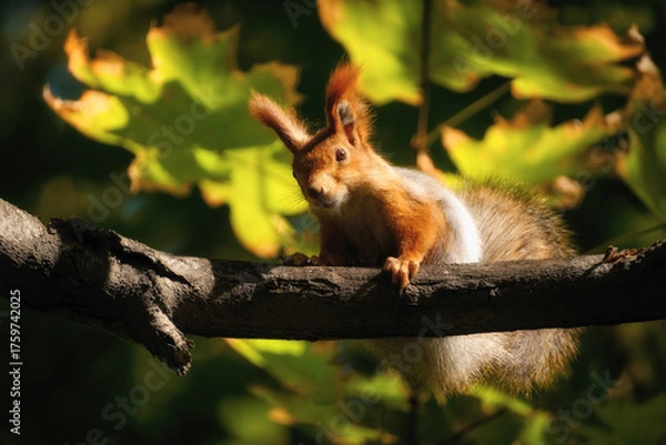 Obraz A closeup of a red squirrel on a tree branch with a blurred background of sunlit green leaves. The focus is on the animal, creating a sense of observation. The light is warm and autumnal.