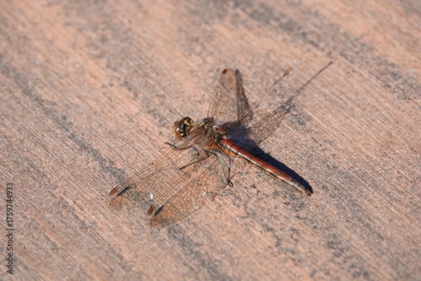 Obraz A close-up of a Damselfly