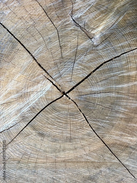 Fototapeta old wood texture as background - tree rings 