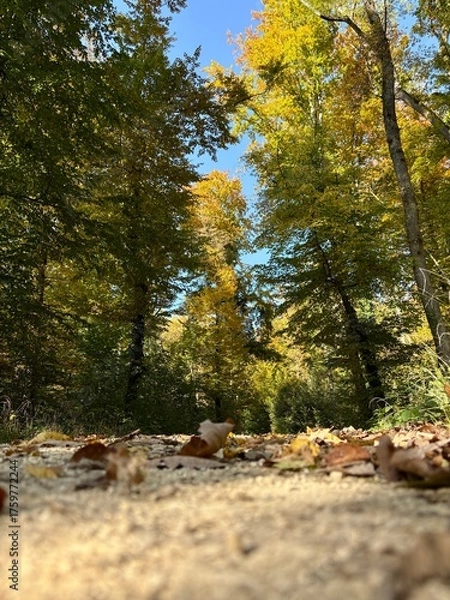Fototapeta autumn in the forest